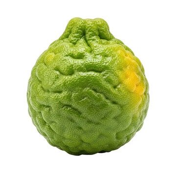 Whole fruit bergamot orange, citrus bergamia or kaffir lime (jeruk purut), isolated on transparent background. Vegan and vegetarian food. Aromatic ingredient for tea, cosmetic essential oil, seasoning