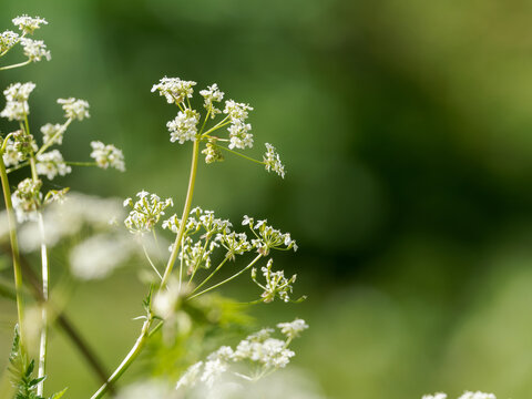 Cerfeuil sauvage Anthriscus sylvestris en fleur avec fond vert flou et lumi&egrave;re naturelle printani&egrave;re
