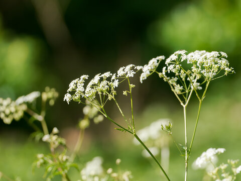 Cerfeuil sauvage Anthriscus sylvestris en fleur avec fond vert flou et lumi&egrave;re naturelle printani&egrave;re