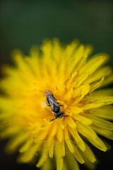  Common dandelion - Taraxacum officinale © tom