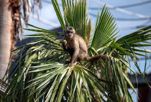 Tufted Capuchin (Cebus apella)
