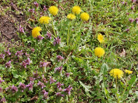 L&ouml;wenzahn und lila Blumen