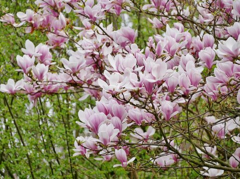 Magnolienbaum mit rosa Bl&uuml;ten