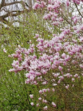 Magnolienbaum mit rosa Bl&uuml;ten
