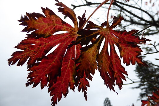 Herbstlicher Japan-Ahorn im Gegenlicht