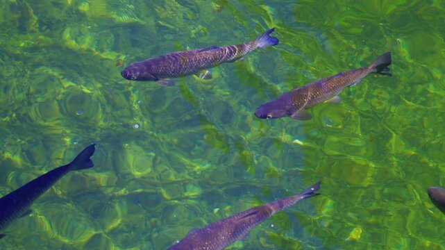European chub fish swimming in a lake in Switzerland . 4K slow motion video. Clear shallow water with fish swimming.