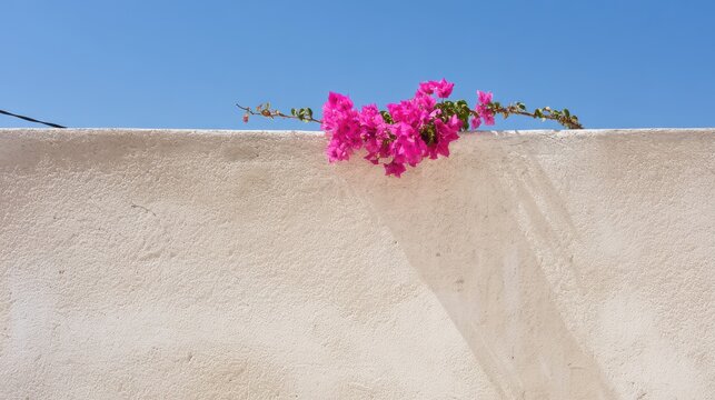 A plain, sun-bleached stucco wall in Greece, with a single bright pink bougainvillea branch hanging from the top edge