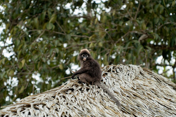 Obraz premium Dusky Monkey in Langkawai, Malaysia 