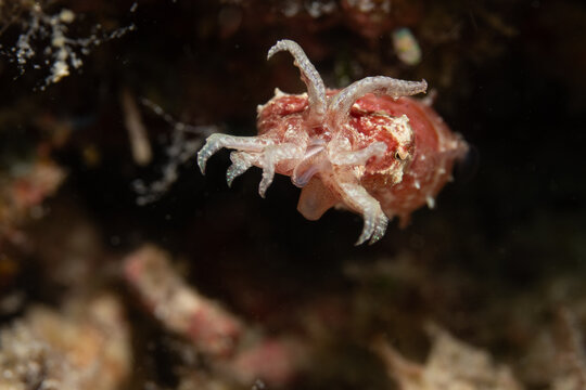 Dwarf Cuttlefish in Mabul, Malaysia