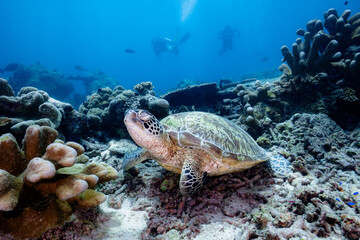 Sleeping Turtle