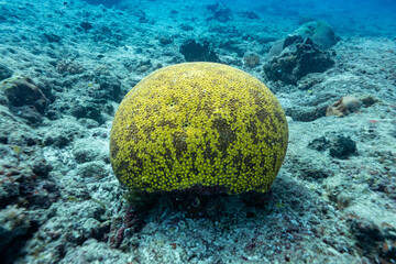 A large, round, yellow coral with brown spots sits on the ocean floor. © Pete Niesen Photo