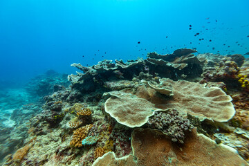 A vibrant coral reef teeming with small fish, showcasing diverse coral formations in clear blue ocean water. © Pete Niesen Photo