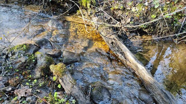 A small stream in the forest №3