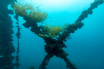 Underwater view of a shipwreck covered in coral and small fish. © Pete Niesen Photo