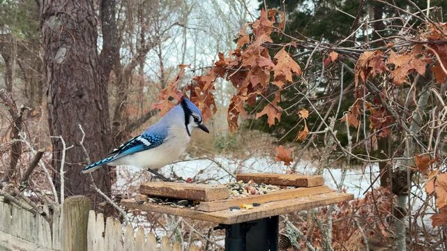Blue Jay visits backyard wooden bird feeder eats peanuts winter scene falling snow eye level shot