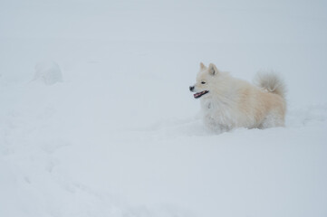 Fototapeta premium A Samoyed dog runs through the snow.