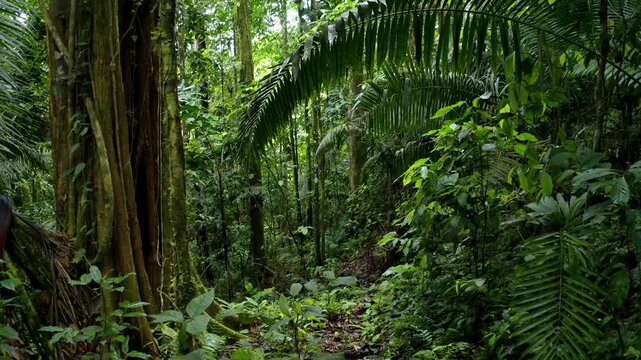 Moving through a tropical forest with a large tree at the front and a lush coloration that can be found in a rainforest only