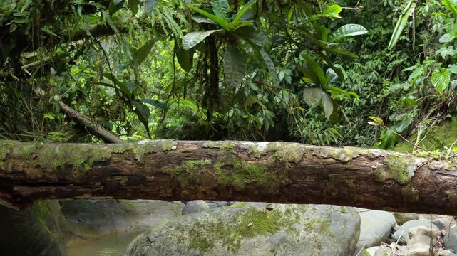 Nature background in a tropical forest: moving along a dead wooden trunk fallen over a small tropical stream in a rainforest