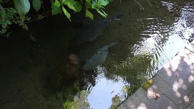 郡上八幡　いがわ小径の巨大鯉