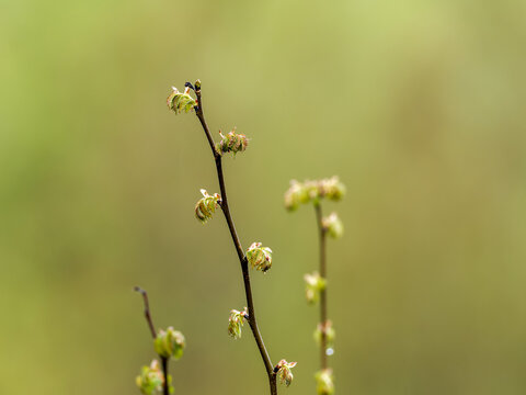 Jeunes pousses d&rsquo;aigremoine eupatoire Agrimonia eupatoria au printemps sur fond flou minimaliste
