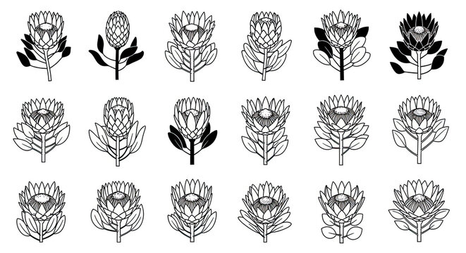 Black and white king protea flowers seamless pattern elegant floral motif elements for minimalist botanical decoration artistic line art