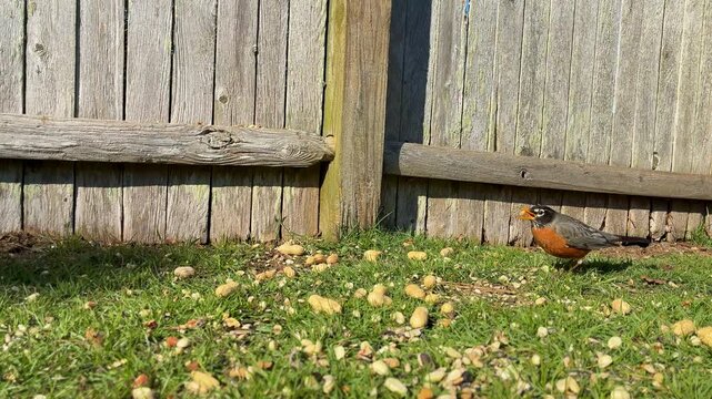 American Robin grabs food flies away backyard scene grass lawn wooden fence black orange white bird