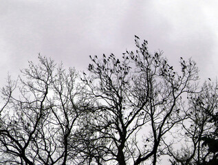 Fototapeta premium Silhouettes of a flock of birds perched in bare tree branches against an overcast sky