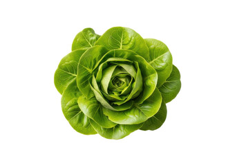 Fototapeta premium Vibrant jade green butter lettuce head, fresh and delicate with ruffled edges, pristine, isolated on a seamless transparent background, minimalist studio, clean eating concept