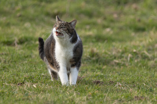 Katze niest