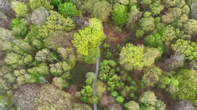 Epping Forest Trees and Path Birds Eye View 4K Essex