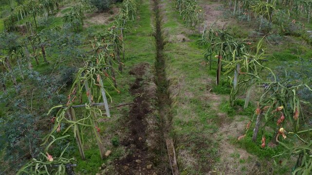 Moving along a pitahaya or dragonfruit, Hylocereus undatus, plantation that is flowering intercropped with yuca