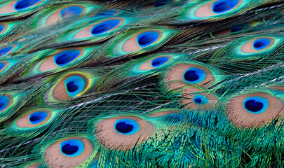 Peacock feather pattern, bright green - blue bird tail texture © artemstepanov