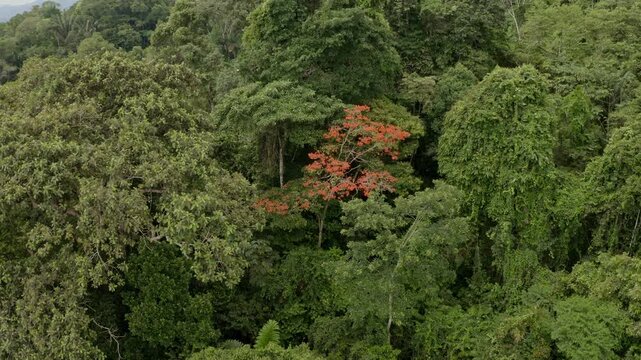 Nature background: flying between the tree canopy of a tropical forest. One tropical tree in the rainforest is flowering with bright red flowers in the Amazon of South America