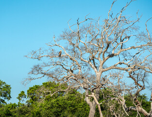 Naklejka premium Jerdon baza (Aviceda jerdoni), moderate sized brown hawk