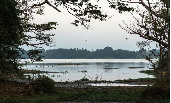 Huge rain trees on Tissa Lake in the evening