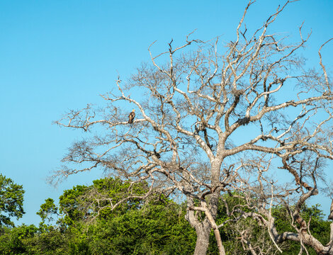 Jerdon baza (Aviceda jerdoni), moderate sized brown hawk