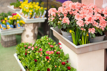 Naklejka premium Bright flowers in containers are displayed outside a shop on a sunny day in spring, inviting customers to enjoy the colors and fragrances of the season