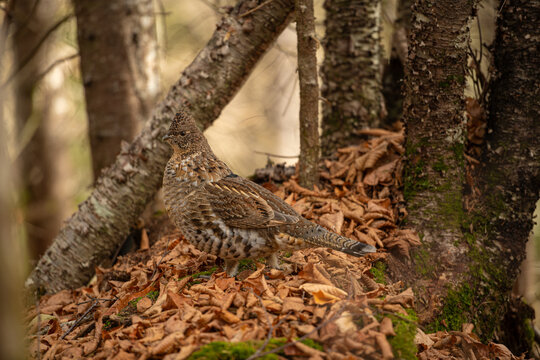 Ruffed Grouse Camouflaged in Autumn Forest Floor