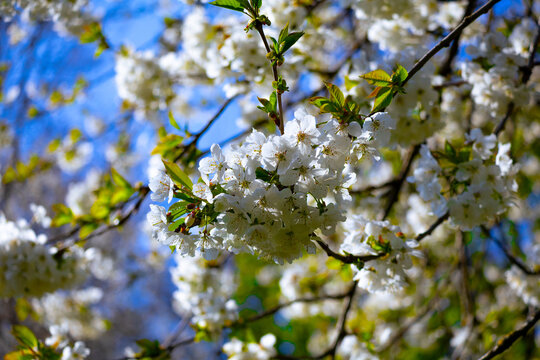 Fl&uuml;hlingsbl&uuml;ten am Ast
