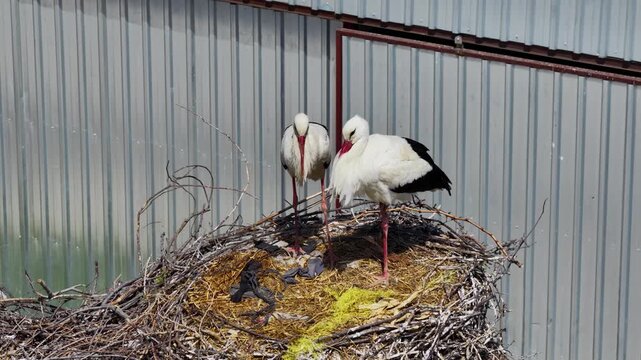 Storks nesting on a power pole, Burdur, Turkey