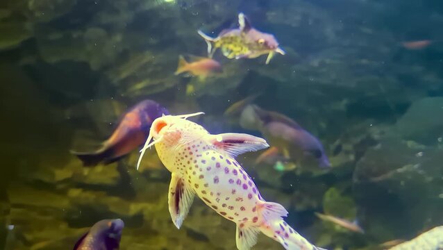 The spotted upside down catfish is seen swimming close to the surface in a freshwater aquarium. Other fish swim around in the background, creating a varied aquatic scene.