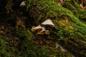 Fototapeta premium Angel’s Wings Mushrooms Cluster on Fallen Log UK