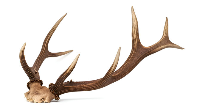 Deer antlers on white background closeup.