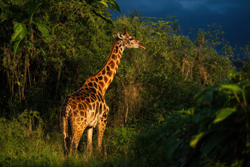 Obraz premium Majestic giraffe in lush greenery under dramatic sky at sunset