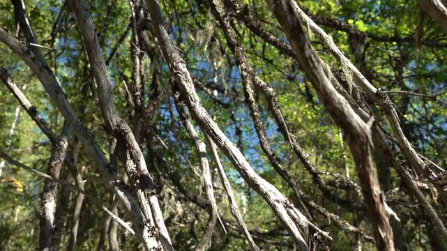 Dry twigs of a coniferous tree in a Finnish taiga in summer