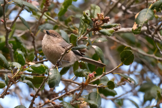 Female Pacific Bushtit perching on Live Oak tree