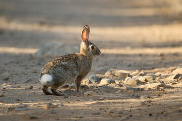 Obraz premium Cottontail rabbit, Southern California