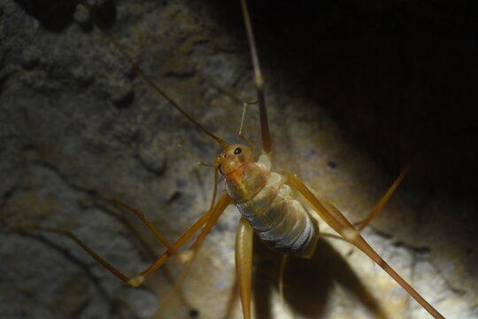 Dolichopoda steriotisi the endemic cave cricket of Corfu.
