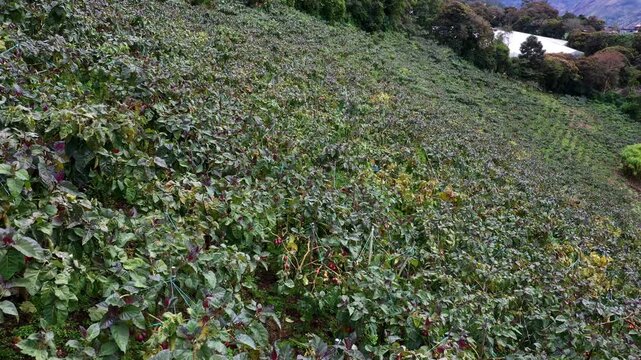 Moving over a field full of Tamarillo, Solanum betaceum, bearing an egg shaped red fruit locally known as tomate de arbol