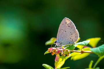 Closeup of a holly blue Celastrina argiolus butterfly feeding © Sander Meertins